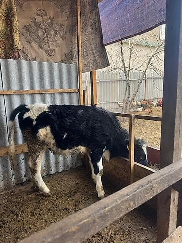 Продаю | Музоо, торпок | Полукровка | Для разведения | Искусственник