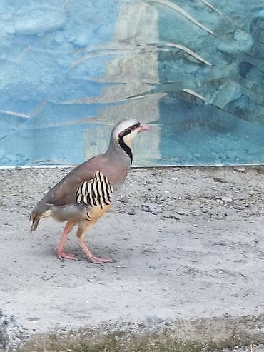 Кеклик (каменная куропатка) - Вид: Alectoris chukar