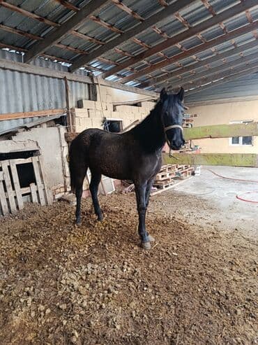 Жылкылар, аттар: Сатам | Бээ (ургаачы), Тай — 3