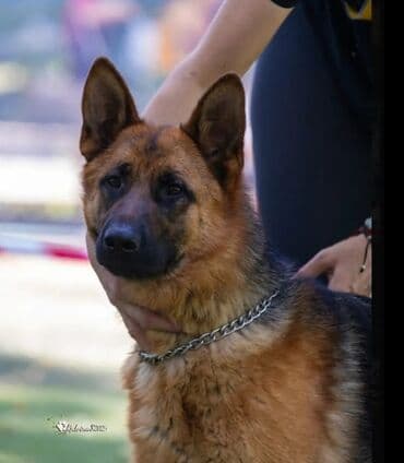 акустические системы bowers amp: Немецкая овчарка, 3 месяца, Самец, С прививкой — 6