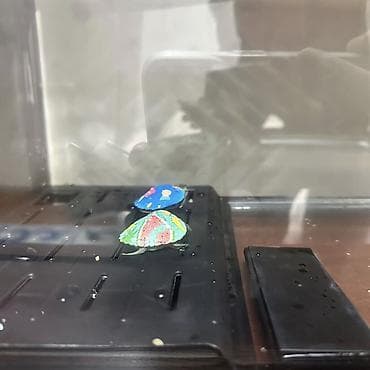 foo foo: Продам черепашек двоих с аквариумом едой и грунтом переезжаем не можем — 1