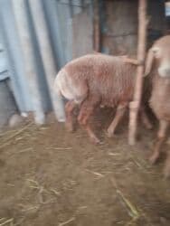 продажа кормов для сельскохозяйственных животных: Продаю | Овца (самка) | Для разведения | Осеменитель — 4