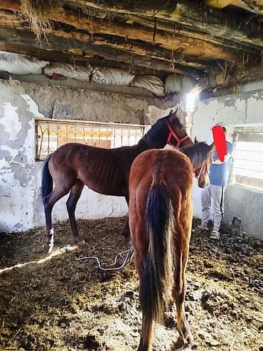 Животные: Продаю | Жеребец | Рабочий — 1