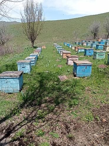 квартира посуточно 7 мкр: Пасека с набором ульев и инвентарём - Размещена на открытом участке с — 2