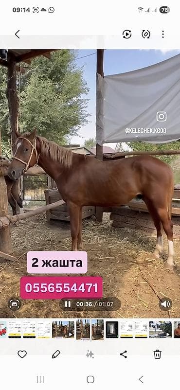 голуби птицы животный: Продаю | Кобыла (самка) | Конный спорт — 1