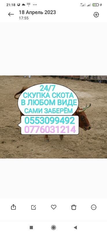 Куплю | Коровы, быки, Лошади, кони, Другие с/х животные | Круглосуточно, Любое состояние, Забитый at lalafo.kg Куплю | Коровы, быки, Лошади, кони, Другие с/х животные | Круглосуточно, Любое состояние, Забитый