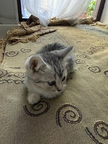 Котёнок, серебристо-серый тигровый окрас (серебристый табби). Короткая at lalafo.kg Котёнок, серебристо-серый тигровый окрас (серебристый табби). Короткая