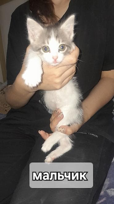 отдам хорошие руки котят: Отдадим котят в добрые руки, людям которые действительно любят — 2