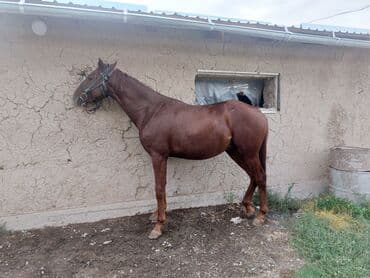 в связи с переездом отдам попугая жако в добрые руки: Продаю | Кобыла (самка) | Конный спорт | Мерин — 2