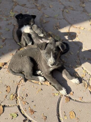 сколько стоит акита ину: Пристраиваем щенков в хорошие добрые руки. Мама крупная дворняжка — 13