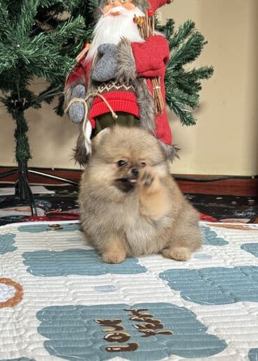 чихуахуа бишкек: Шпиц, 2 месяца, Самка, С родословной — 1