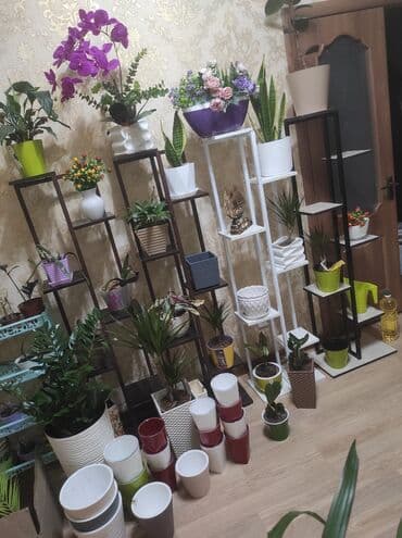 полка для цветок: Цветочные полки, Стеллаж на выбор
Размер и цвета разные — 16