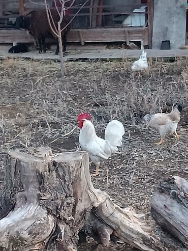 яица индюка: Продаю | Петух | Для разведения — 2
