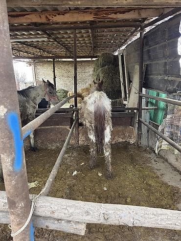 малёк рыбы: Байланган тайлар сатылат 4 баш 3-ай байланган Адрес Кун-Туу — 6