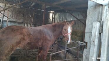 собака немецкая овчарка купить: Продаю | Жеребец | Дончак | Рабочий — 2