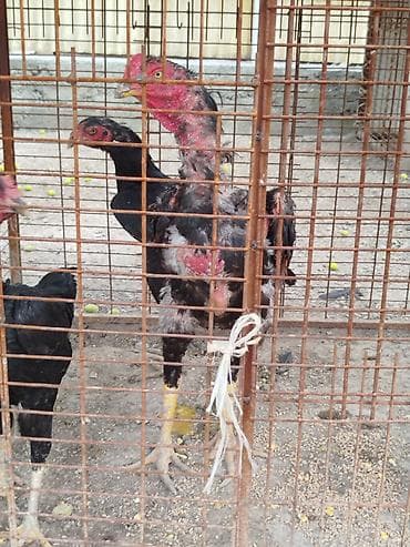 машинка для детей с педалями: Дакан жожо короз сатылат тулоп жатат алмашу жолдору бар домашний тооко — 2