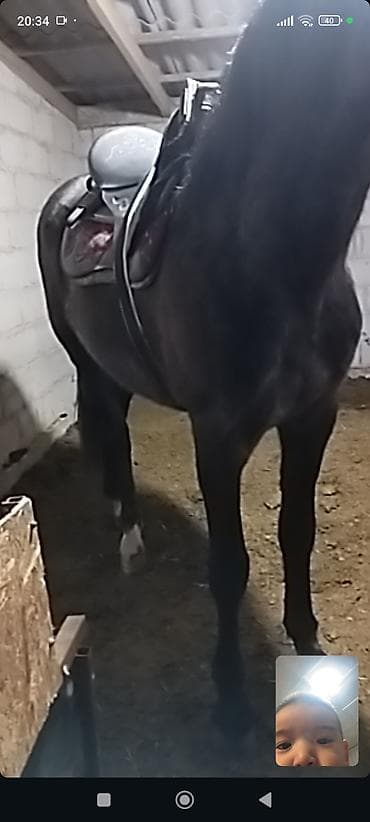 каракол животных: Продаю | Жеребец | Кара Жорго | Конный спорт | Осеменитель — 4