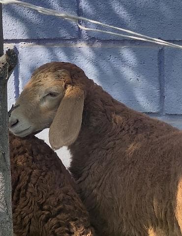 индоутка цыплята: Продаю | Ягненок | Для разведения — 5