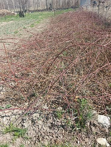 ежевики: Саженцы ежевики (безколючковой/садовой) с сильными длинными побегами — 1