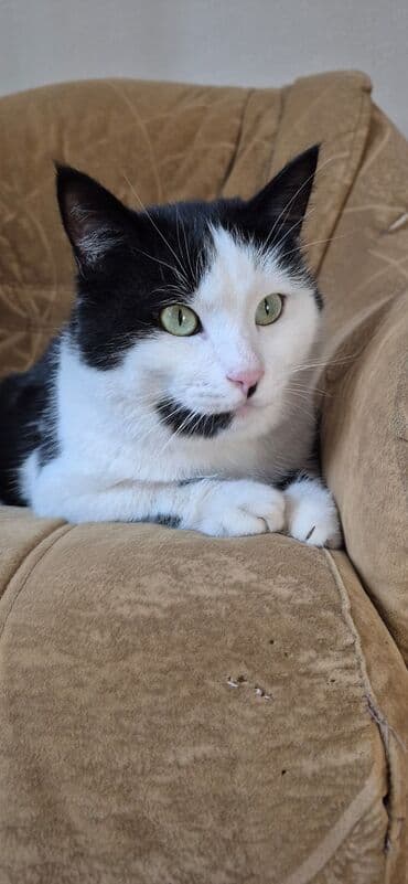 купить котенка вислоухого: Кошка даром: Беспородная, 4 года, Мальчик, Проглистована — 4
