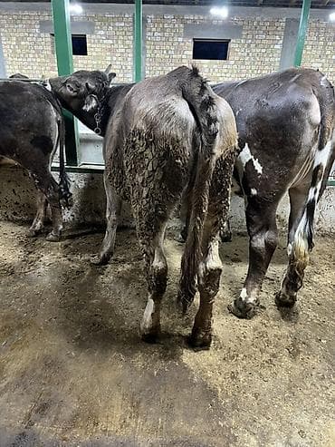 дамашный курица: Продаю | Корова (самка) | Для разведения — 4