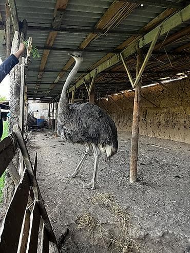 А/ч жаныбарлары үчүн тоюттар: Продаётся серый страус 🦢 Красивая и ухоженная страусиха серого — 2