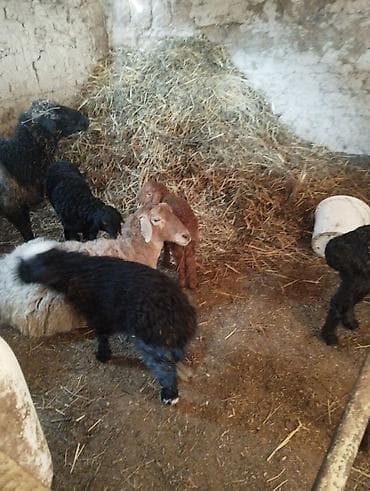 яйцо цесарки: Продаю | Овца (самка) | Полукровка | Для разведения | Матка — 9