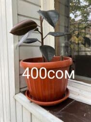 туалетный столик с подсветкой бишкек: Комнатные цветы по оптовым ценам — 4