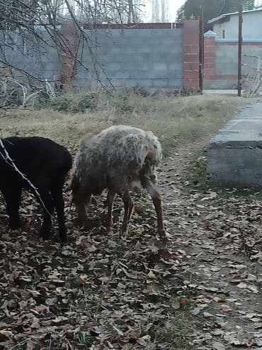 купить домашнюю черепаху: Продаю | Баран (самец) — 6