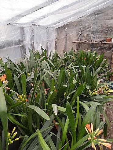 шаровидные хризантемы: Кливия оранжевая (Clivia miniata) из теплицы - Многолетнее — 1