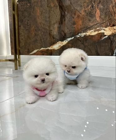 Продажа собак: Шпиц, 1 месяц, Самка, С прививкой, С родословной — 4