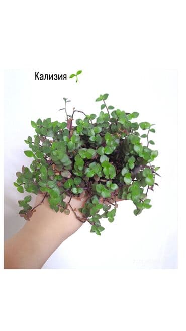 малина саженцы цена: РАСПРОДАЖА 🔥🔥🔥🔥 Продаю комнатные растения, цветы . Пассифлора кализия — 4