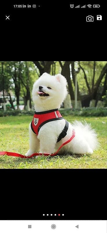 Широкие шлейки с поводком для собак и кошек. Качество отличное at lalafo.kg Широкие шлейки с поводком для собак и кошек. Качество отличное