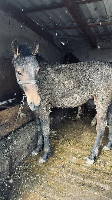 коз кочкор: Сатам | Жылкы (эркек), Байтал, Тай | Аргын | Көбөйтүү үчүн, Жумушка, Ат спорту — 8