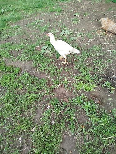 ветеринар вызов дом в бишкеке: Продаю | Куры | На забой — 4