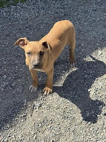 Питбуль, 3 месяца, Самец