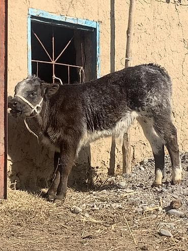 американка корова: Продаю | Музоо, торпок | Бельгийская | На откорм | Племенные — 5