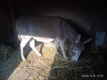 Продается ишачка . резвая. в бричке ходить. Описание: - Крепкая at lalafo.kg Продается ишачка . резвая. в бричке ходить. Описание: - Крепкая