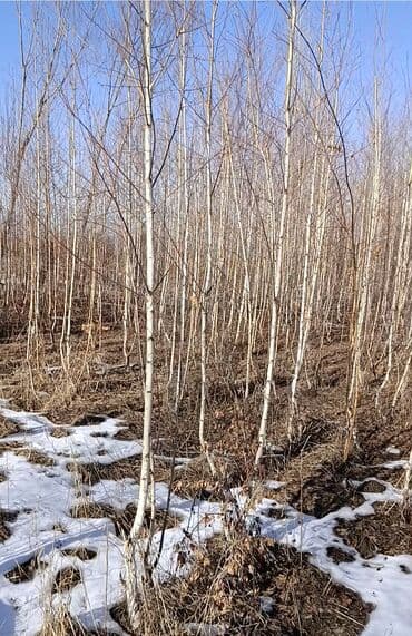 корзина для елки: Саженцы деревьев: Берёзы — 3