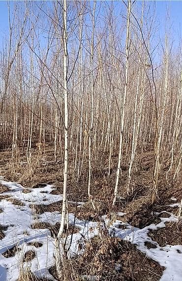 комнатные растения фото: Саженцы деревьев: Берёзы — 3