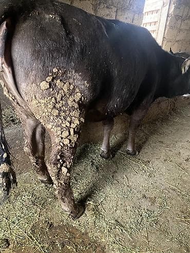 коён жалал абад: Сатам | Уй (ургаачы) | Көбөйтүү үчүн | Байланган — 4