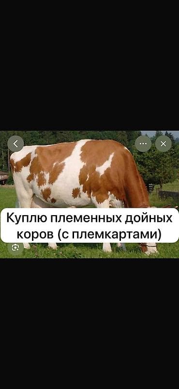 корова швет: Продаю | Корова (самка) | Для молока — 1