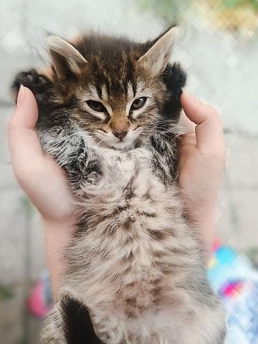 котята норвежской лесной кошки: Срочно ищем дом для котят! Четыре милых котенка (3 мальчика и 1 — 2