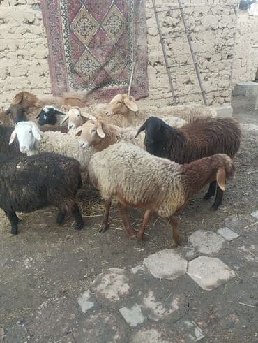 Кошки: Продаю | Овца (самка) | Полукровка | Для разведения | Матка — 5