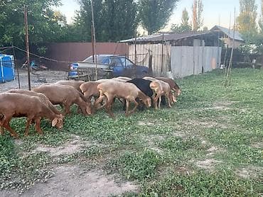 Продаю | Овца (самка) | Для разведения