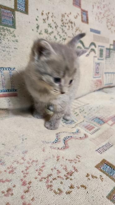серые кошки фото: Котята Описание: - Милые домашние котята из одного помёта — 2