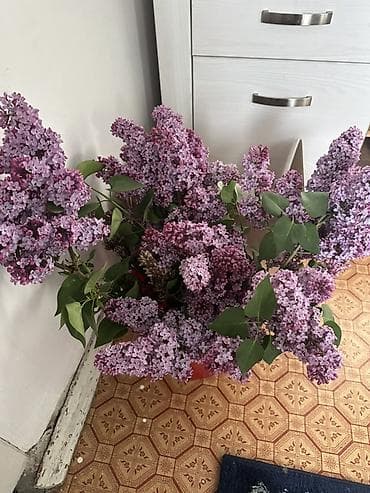 Свежесрезанные ветки сирени - Разнообразные оттенки лилового и — 1