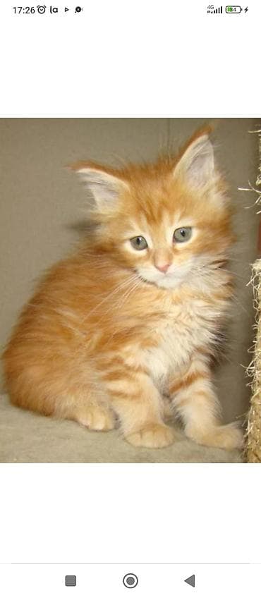 као мани сколько стоит: В наличии персиковые, золотые и кремовые мейкуны, мальчики и девочка — 4