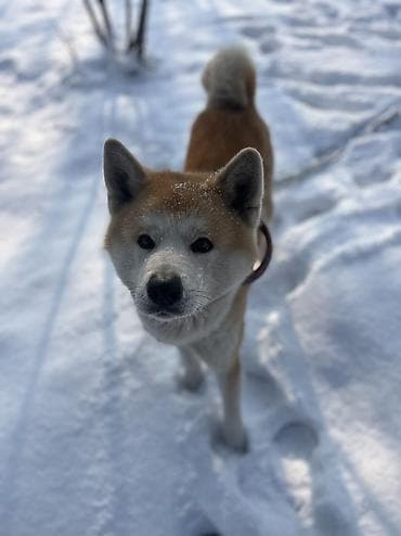 Ит кууту: | ИНДИВИДУАЛЬНАЯ ДРЕССИРОВКА СОБАК | ГАРАНТИЯ 100% Хотите, чтобы ваша — 6
