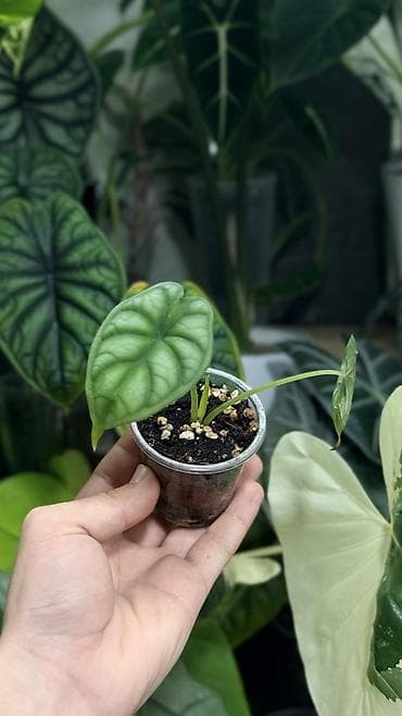 Комнатные растения: Клубни Алоказии Регал Шилдс 300-350-400с Клубень Алоказии Пинк дракон — 5